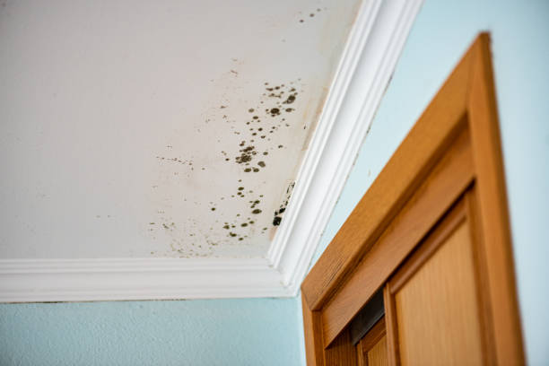 Home Mold Removal in Addison, WV