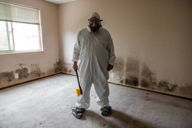 Best Attic Mold Removal  in Addison, WV